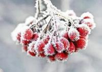 Крижаний колапс у Києві: поліція супроводжує снігоприбиральну техніку через шалені затори (відео)