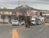 Слон втік із цирку і ходив вулицями міста в США (відео)