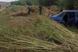 На Днепропетровщине полицейские обнаружили огромную плантацию конопли