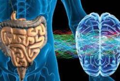 Ученые раскрыли секрет работы «второго мозга» человека