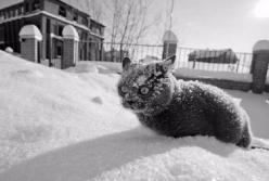 Появилась забавная фотожаба с Кличко на снегопады в Киеве