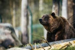 Депутати Румунії прийняли рішення вбити сотні диких ведмедів