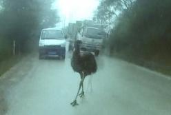 В Китае задержали страуса за нарушение ПДД (видео)