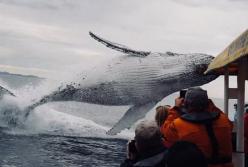 Кит неожиданно выпрыгнул из воды во время экскурсии (видео)