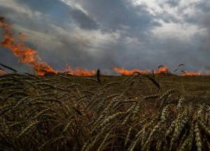 "Поля заміновані, немає ні одного кілограма зерна", — фермер з Киселівки про цьогорічний сезон врожаю