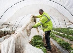 Польша готовит чартеры для украинских заробитчан